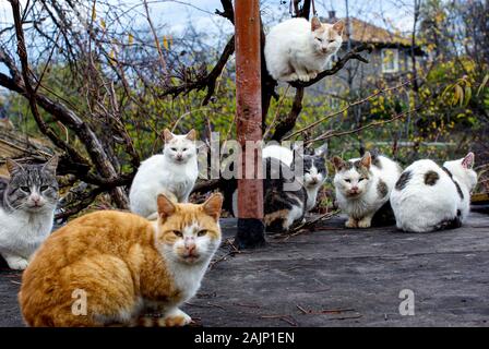 Le chat le Parlement siège. Huit chats assis sur le toit d'un garage. Ils regardent avec les yeux plissés à l'objectif. Banque D'Images