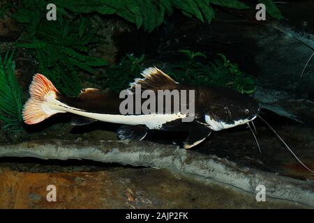 Phractocephalus hemioliopterus Red-Tail, poisson-chat, adulte Banque D'Images