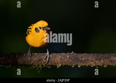 Calliste doré - Tangara arthus, belle tangara jaune de l'ouest les pentes des Andes, Mindo, l'Équateur. Banque D'Images