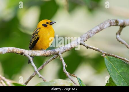 Calliste doré - Tangara arthus, belle tangara jaune de l'ouest les pentes des Andes, Mindo, l'Équateur. Banque D'Images