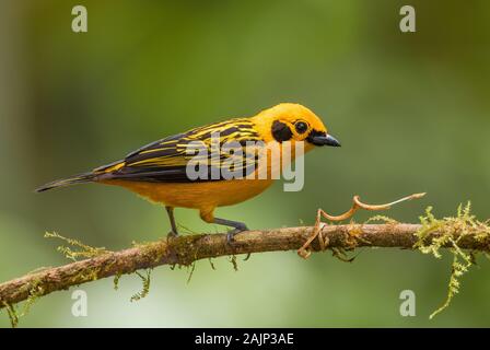 Calliste doré - Tangara arthus, belle tangara jaune de l'ouest les pentes des Andes, Mindo, l'Équateur. Banque D'Images