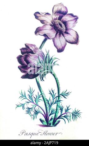 Gravure botanique colorée à la main (Pulsatilla vulgaris anémone pulsatille, pasqueflower) Banque D'Images