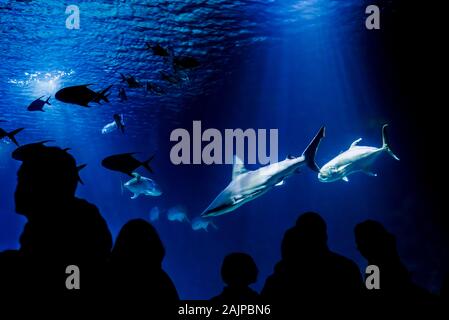 Requins nageant dans un aquarium devant les visiteurs et les touristes. Banque D'Images