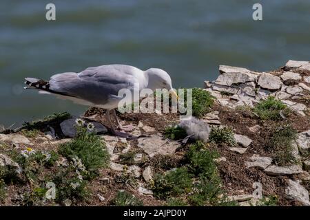 Goéland argenté Larus argentatus Banque D'Images