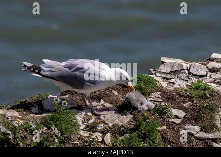 Goéland argenté Larus argentatus Banque D'Images