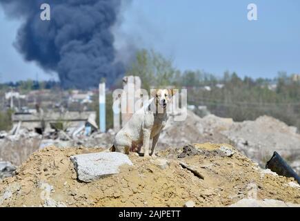 Un gros chien errant à la périphérie de la ville, sur une colline de l'épave du bâtiment détruit. Arrière-plan de fumée dense et noire de l'incendie. Banque D'Images