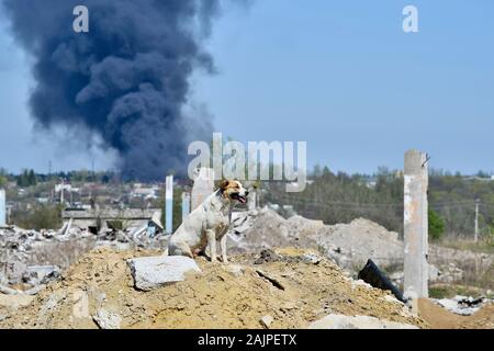 Un gros chien errant à la périphérie de la ville, sur une colline de l'épave du bâtiment détruit. Arrière-plan de fumée dense et noire de l'incendie. Banque D'Images