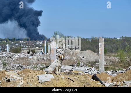 Un gros chien errant à la périphérie de la ville, sur une colline de l'épave du bâtiment détruit. Arrière-plan de fumée dense et noire de l'incendie. Banque D'Images