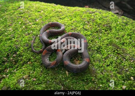 Barré Kukri Snake, Oligodon signatus est un serpent de la famille des kukri faned. Banque D'Images