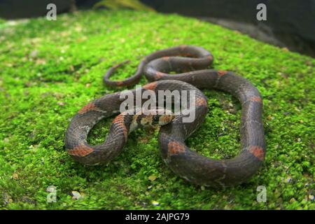 Barré Kukri Snake, Oligodon signatus est un serpent de la famille des kukri faned. Banque D'Images