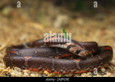 Barré Kukri Snake, Oligodon signatus est un serpent de la famille des kukri faned. Banque D'Images