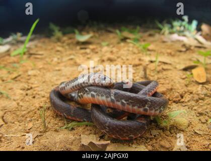 Barré Kukri Snake, Oligodon signatus est un serpent de la famille des kukri faned. Banque D'Images