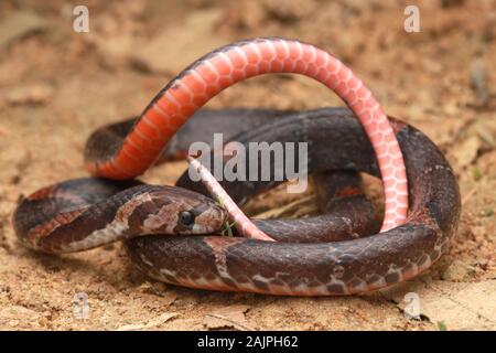 Barré Kukri Snake, Oligodon signatus est un serpent de la famille des kukri faned. Banque D'Images