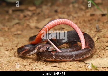 Barré Kukri Snake, Oligodon signatus est un serpent de la famille des kukri faned. Banque D'Images