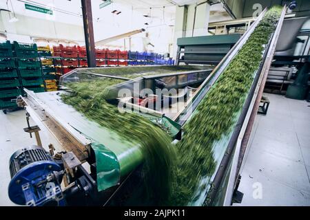 Selective focus sur la ligne de production à l'intérieur de l'usine de thé. L'intérieur de la ligne de production, usine de thé de Sri Lanka. Banque D'Images