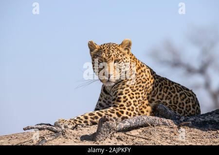 Mâle Leopard, Panthera pardus, donnant une vive stare, Bushman Plains, Okavanago Delta, Botswana Banque D'Images