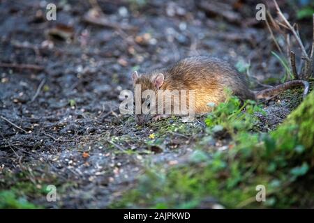 Rat brun se nourrissant de graines Banque D'Images