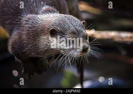 Cute otter Cendrées Asiatiques assis sur un tronc d'arbre par l'eau Banque D'Images