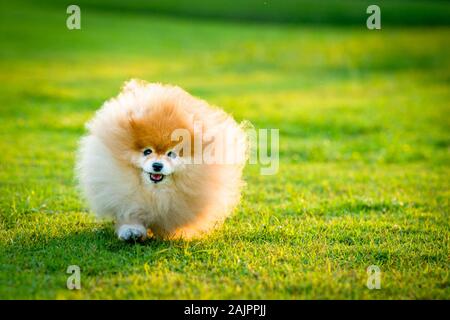 Chien Pomeranian tournant joyeusement dans le champ d'herbe verte au cours du soleil. Banque D'Images