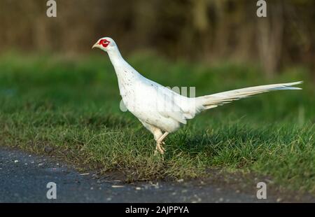 Leucistic blanc ou le faisan. (Nom scientifique : Phasianus colchicus) Rare chez un homme politique Faisan de Colchide, face vers la gauche et traverser Banque D'Images