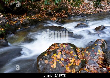 Un ruisseau clair qui coule s'écoule sur des rochers noirs lisse en automne. Banque D'Images