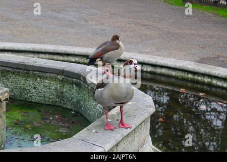 Une paire d'oies égyptiennes dans Hyde Park London England UK Banque D'Images