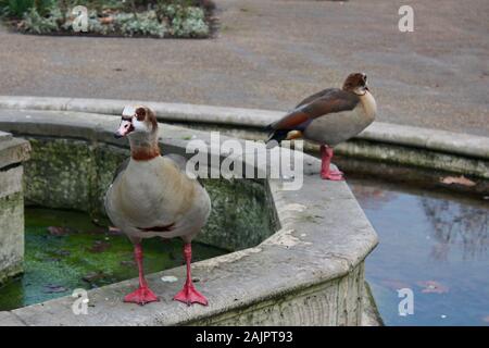 Une paire d'oies égyptiennes dans Hyde Park London England UK Banque D'Images