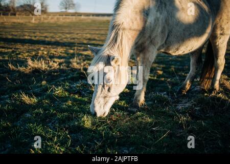 Un cheval blanc broute dans un pré Banque D'Images