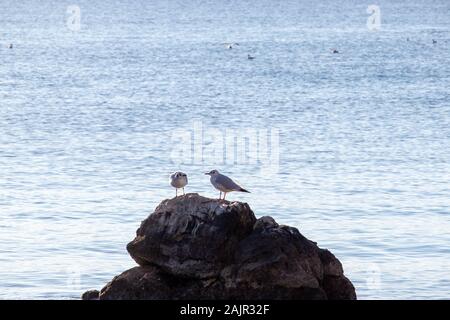 Deux mouettes sur un rocher sur la mer.bleu de l'océan, groupe qui représente une relation d'amitié. En regardant l'autre comme s'ils parlent, les combats Banque D'Images