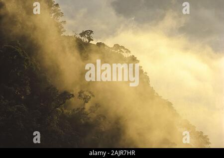 Forêt de pluie sur les pentes du Mt. Kinabalu, Sabah, Bornéo, Malaisie Banque D'Images