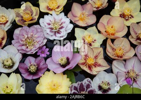 L'hellébore flottant dans l'eau des fleurs Banque D'Images