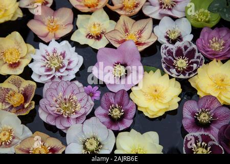 L'hellébore flottant dans l'eau des fleurs Banque D'Images