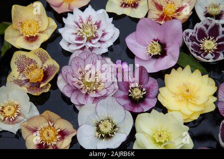 L'hellébore flottant dans l'eau des fleurs Banque D'Images