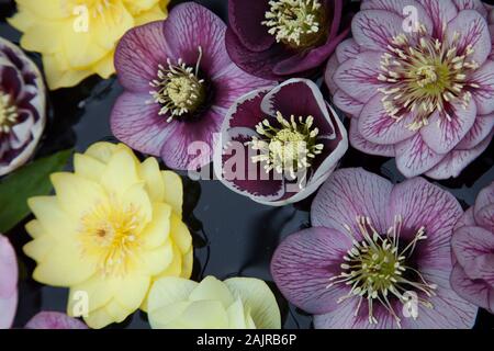 L'hellébore flottant dans l'eau des fleurs Banque D'Images