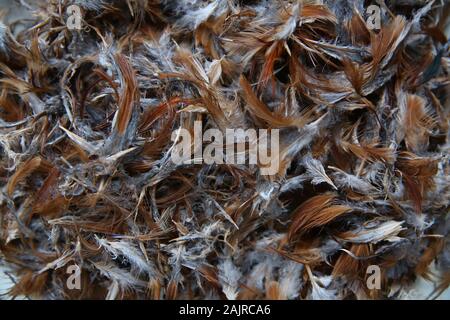 Vaste collection de plumes de poulet marron. Tapis de plumage ou la texture de fond. close-up en plumes de poulet de la texture pour contexte . Banque D'Images