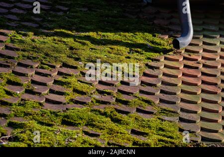 Une gouttière et un vieux toit avec moss sur elle en Allemagne Banque D'Images