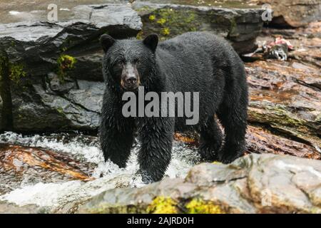 La recherche de l'ours noir, le saumon de l'Alaska. Banque D'Images