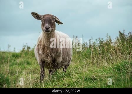 Close-up of a moutons en Irlande Banque D'Images