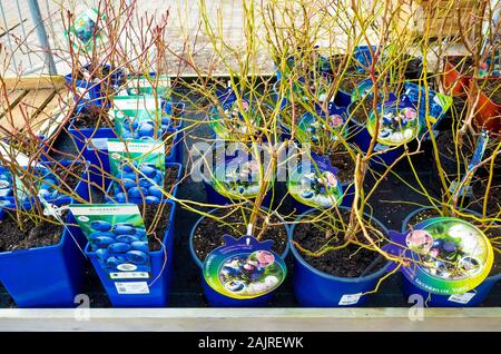 Un hiver affichage des bleuets frais buissons pour vendre à un centre de jardinage Banque D'Images