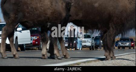 Touristes sortez de leurs voitures pour photographier le bison sur la route dans le parc national de Grand Teton Banque D'Images