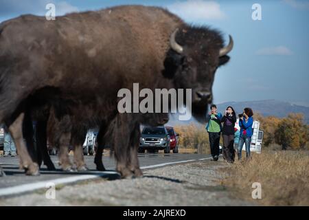 Touristes sortez de leurs voitures pour photographier le bison sur la route dans le parc national de Grand Teton Banque D'Images