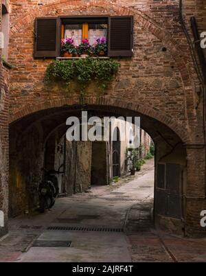 Belle fleur dans le rebord de fenêtre sur une rue de Sienne dans l'après-midi. Banque D'Images