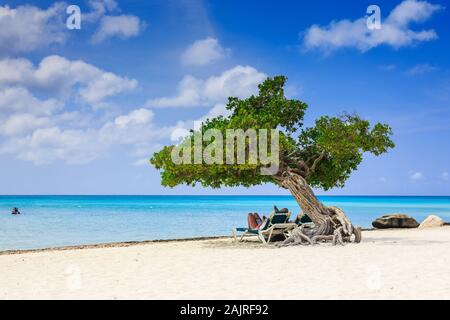 Aruba, Antilles néerlandaises. Divi Divi arbre sur la plage. Banque D'Images