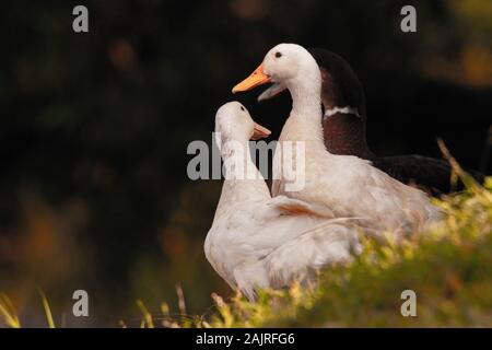 Deux canards blancs et un canard noir Banque D'Images