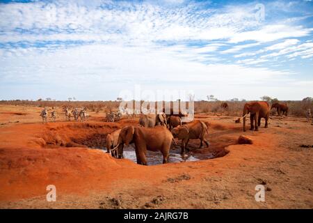 Beaucoup d'éléphants sur l'eau, safari au Kenya Banque D'Images