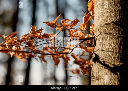 Les feuilles d'automne de l'an dernier d'un Beech tree encore accrochée à une branche - pas dans la lumière du soleil du nouveau ressort dans Franconia / la Bavière, Allemagne Banque D'Images