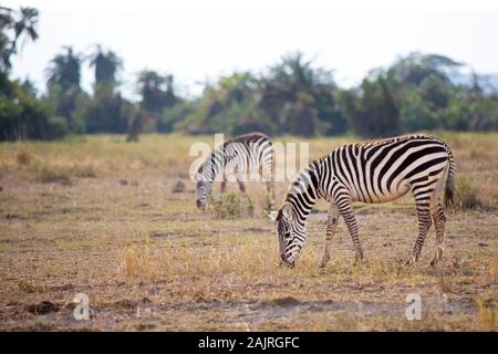 Certains zèbres mangent de l'herbe dans la savane au Kenya Banque D'Images