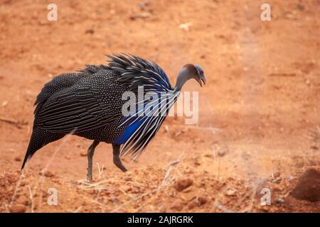 Bird dans la savane du Kenya, terre rouge Banque D'Images