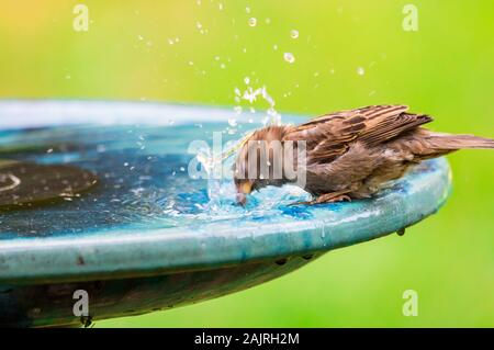 Moineau domestique prenant un bain dans un bain d'oiseaux de basse-cour en céramique Banque D'Images
