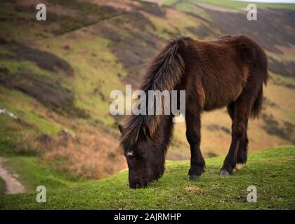 Poney Dartmoor Dartmoor sur pâturage - 2017 Banque D'Images